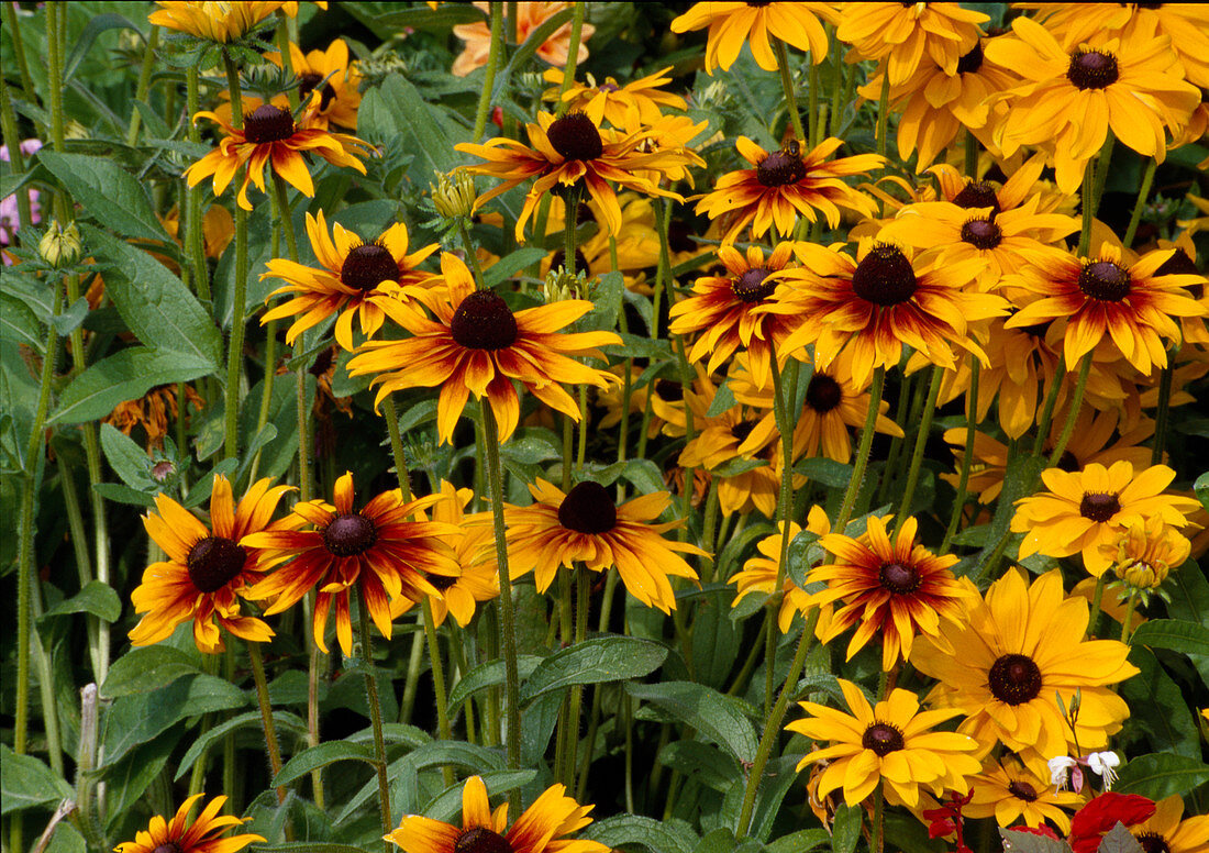 Rudbeckia hirta 'Becky Mix' (coneflower)