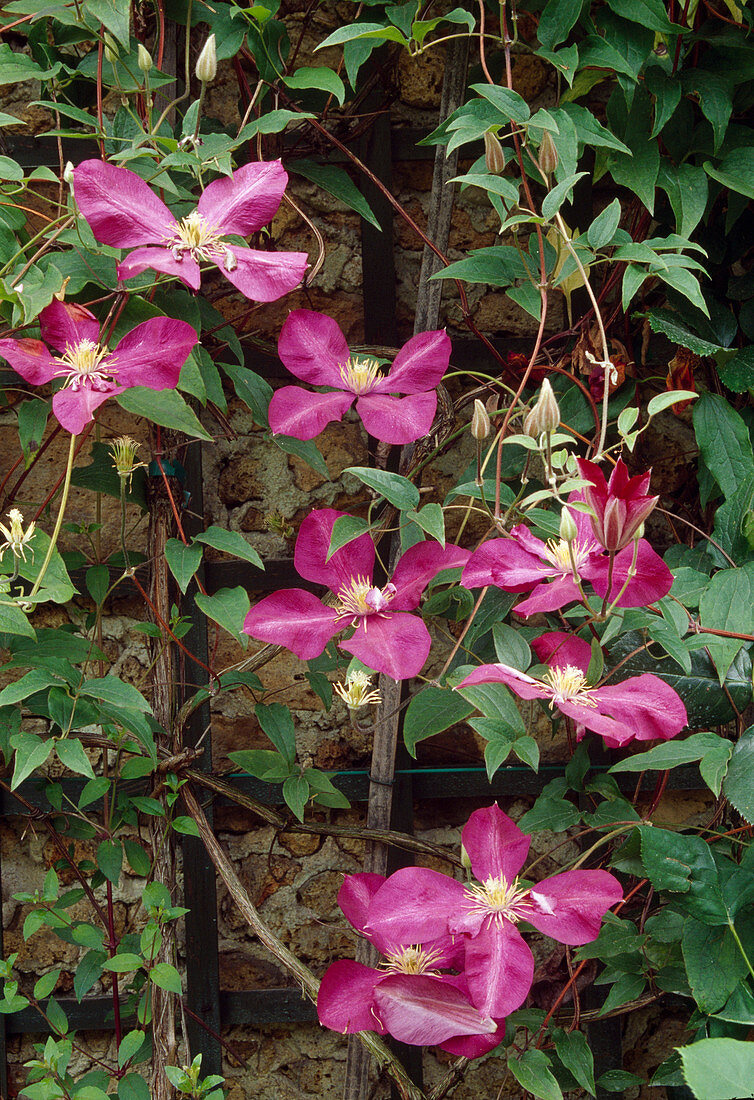 Clematis 'Jackmanii Rubra' (Waldrebe) an Spalier