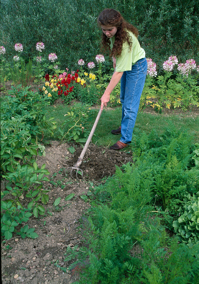 Erde auflockern zwischen Möhren, Karotten (Daucus) und Kartoffeln (Solanum)