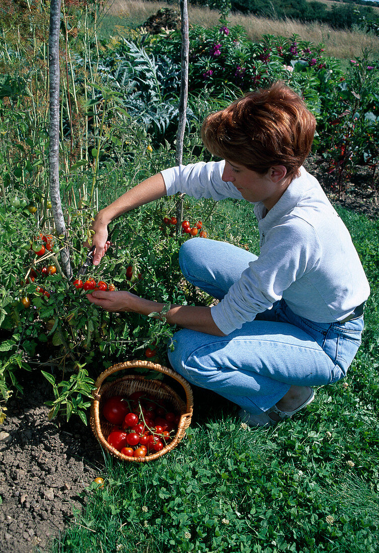 Frau erntet Tomaten (Lycopersicon) im Beet