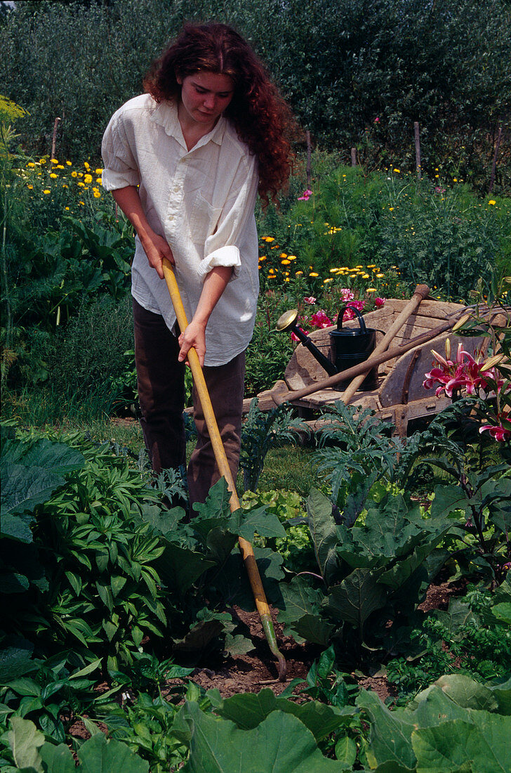 Loosening soil in vegetable garden: woman hoeing between vegetables, wooden wheelbarrow with gardening tools