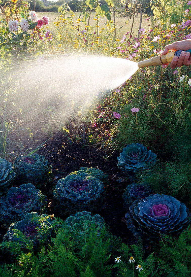 Watering in the garden, bed with brassica (ornamental cabbage) and summer flowers