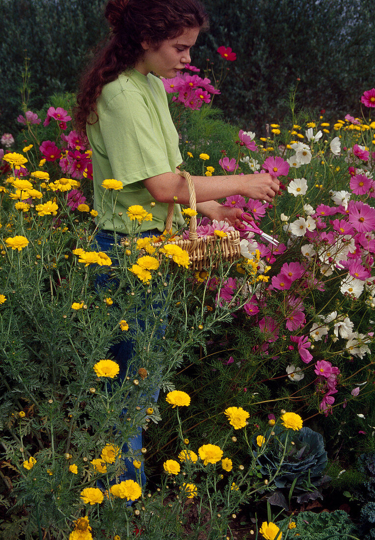 Woman cutting flowers for bouquets, Cosmos (jewel basket), Anthemis (dyer's chamomile)