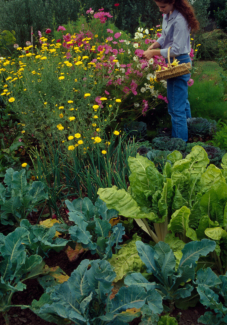 Woman picking Cosmos (Jewel Basket) in the cottage garden, Anthemis tinctoria (Dyer's Chamomile), Swiss Chard (Beta vulgaris), Broccoli (Brassica)