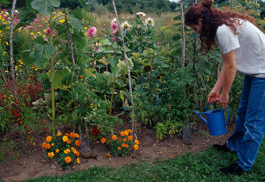 Zielgerichtetes Giessen mit Hilfe von Wasserflaschen: Frau giesst Tomaten (Lycopersicon) im Beet mit Tagetes (Studentenblumen)