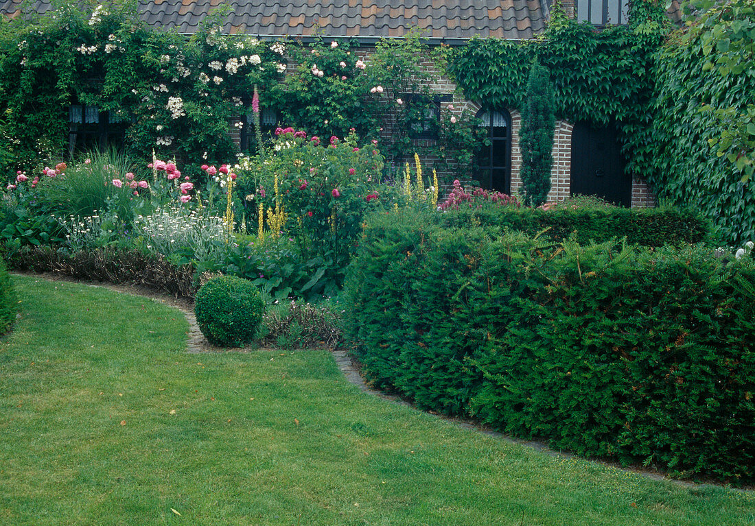 Formaler Garten mit Hecke aus Taxus (Eibe), Haus begrünt mit Rosa (Kletterrosen) und Parthenocissus (Wilder Wein), Beet mit Rosen und Stauden, Rasenkante