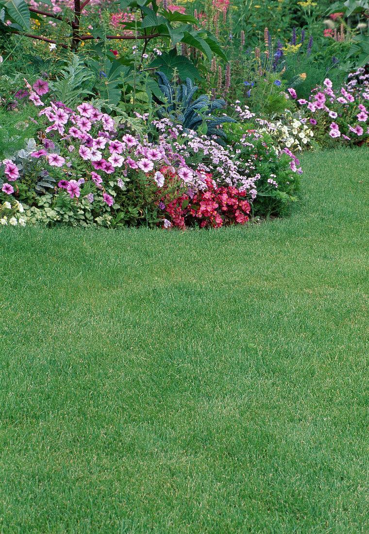 Rasen und Sommerblumenbeet: Petunia (Petunien), Verbena (Eisenkraut), Begonia (Eisbegonie), Palmkohl 'Nero di Toscana' (Brassica), Ricinus (Wunderbaum)