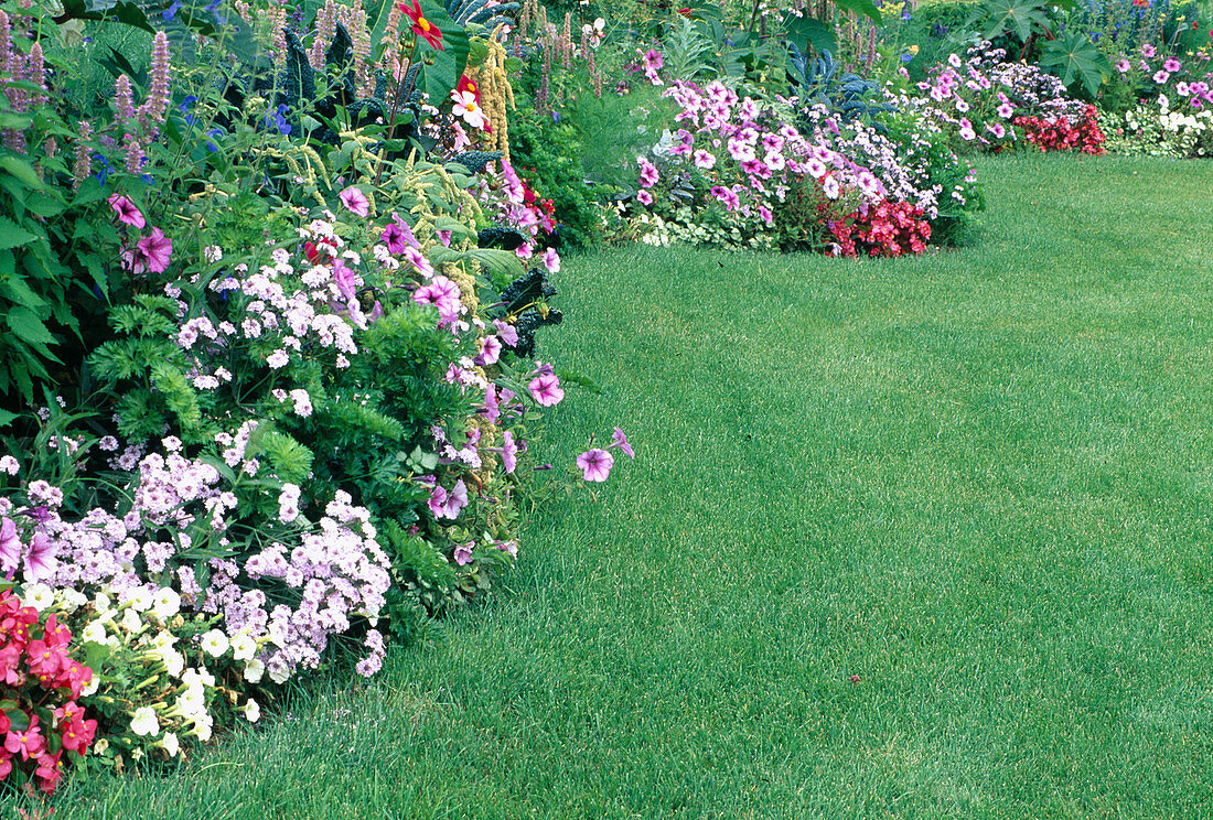 Geschwungenes Sommerblumenbeet am Rasen: Petunia (Petunien), Verbena (Eisenkraut), Amaranthus (Fuchsschwanz), Begonia semperflorens (Eisbegonien), Agastache (Duftnessel)