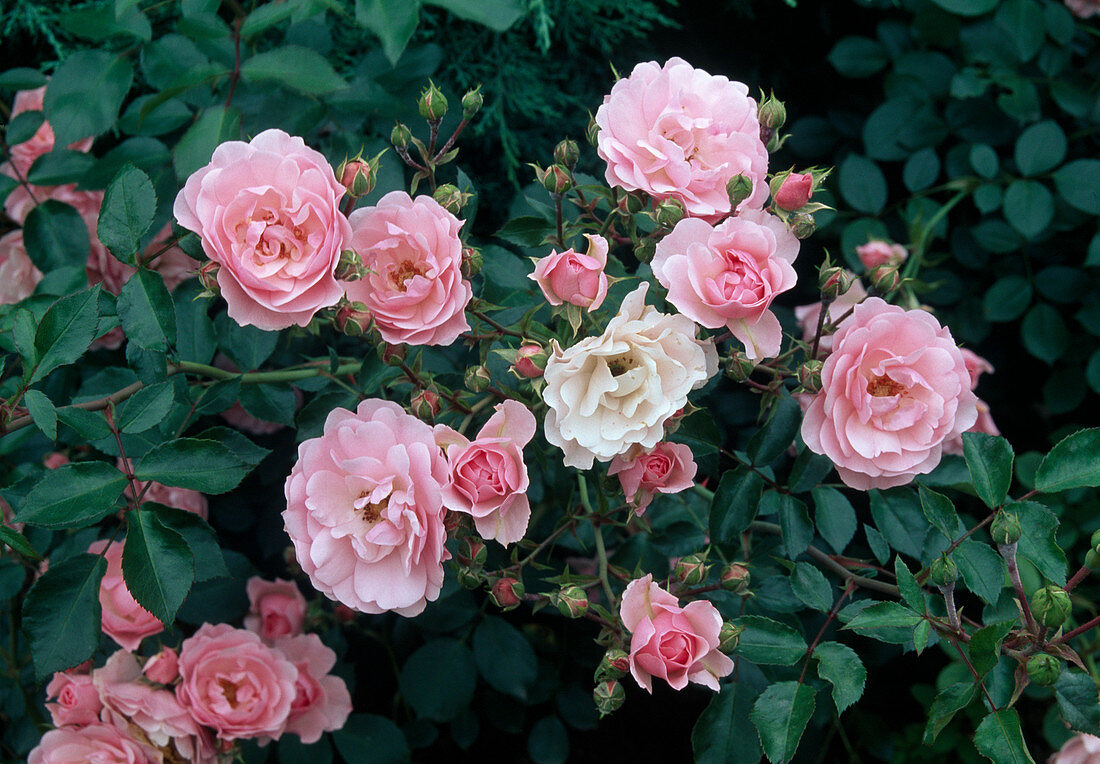 Rosa 'Bonica' (Kleinstrauchrose), robust, öfterblühend