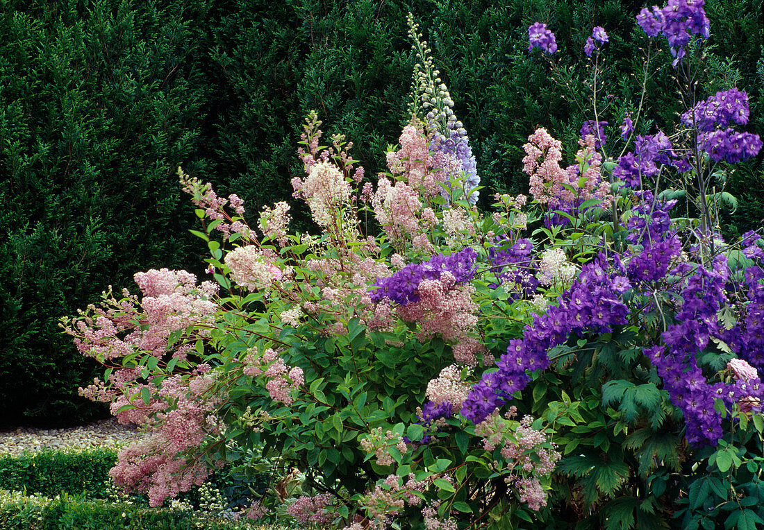 Ceanothus 'Perle Rose' (Celandine) and Delphinium (Delphinium) in the border