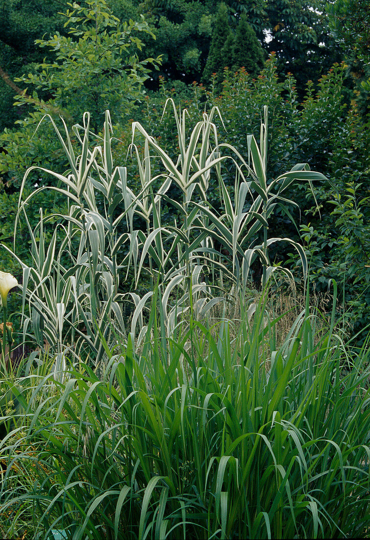 Arundo donax 'Variegata' (White-coloured Pole Reed) and Sorghum halepense (Sorghum)