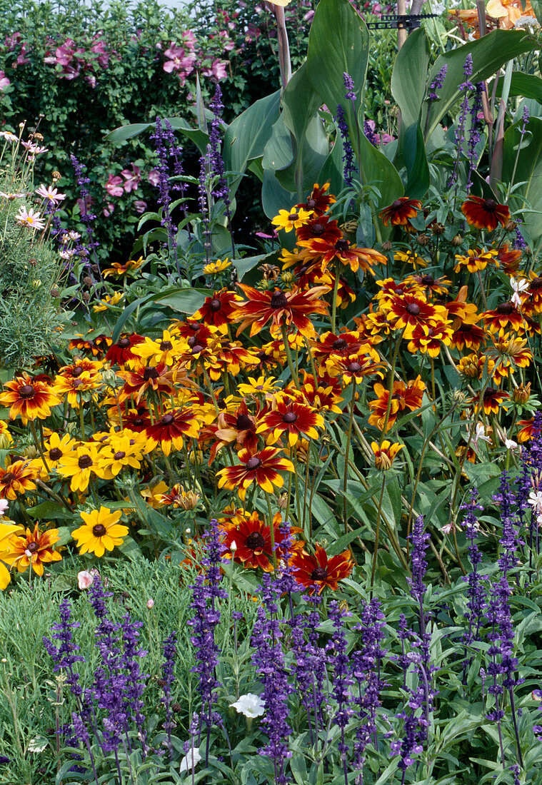 Rudbeckia hirta 'Autumn Colors' (Sonnenhut) und Salvia farinacea (Mehlsalbei)