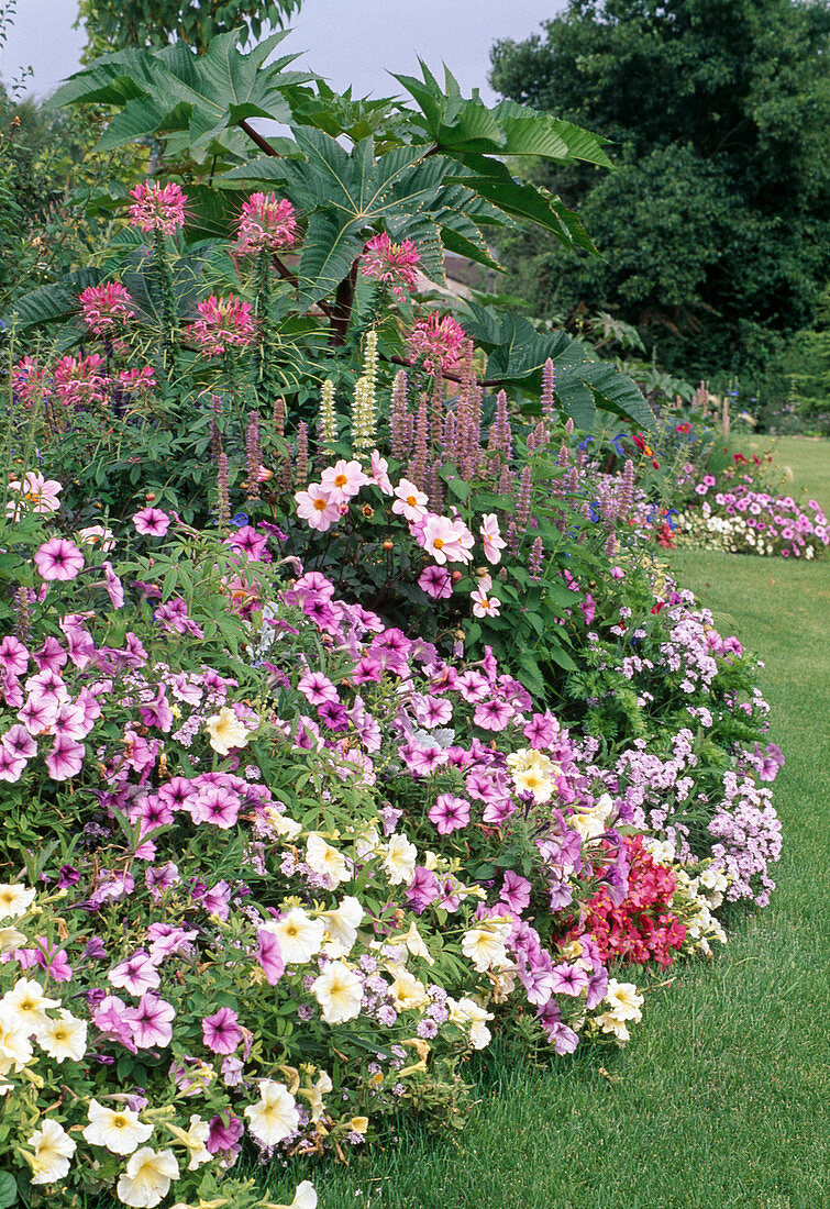 Petunia, Dahlia, Cleome, Agastache Foeniculum, Verbena, Ricinus communis