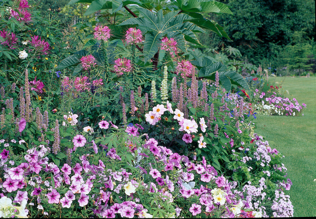 Petunia (petunias), Dahlia (dahlias), Agastache foeniculum (scented nettle), Cleome spinosa (spider flower), Verbena (verbena), Ricinus (miracle tree)