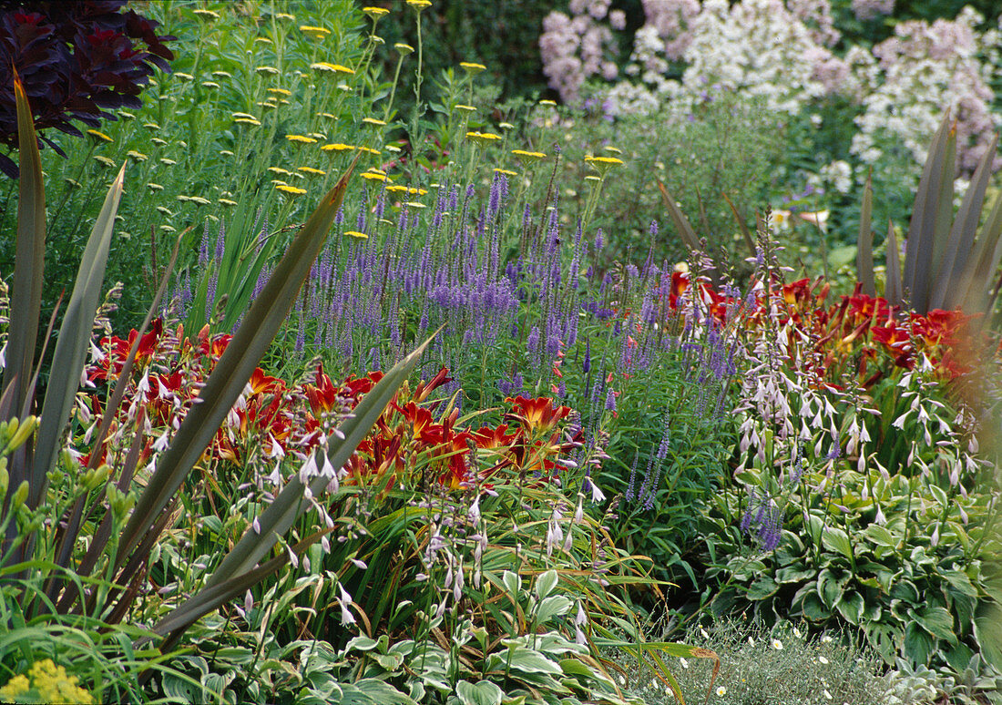 Colourful perennial bed: Veronica spicata 'Blauteppich' (Speedwell), Hemerocallis 'Berlin Red' (Daylilies), Hosta (Hosta) and Achillea filipendulina (Yarrow)