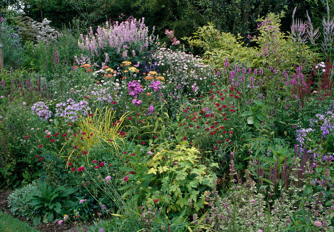 Lush flowerbed: Knautia macedonica (purple widow's-eye), Campanula (bellflower), Galega (goat's rue), Phlox (flame flower), Achillea (yarrow)