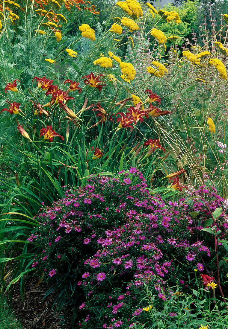 Blumenbeet: Aster dumosus (Kissenaster), Hemerocallis 'Stafford'(Taglilien), Achillea 'Gold Plate'(Schafgarbe)