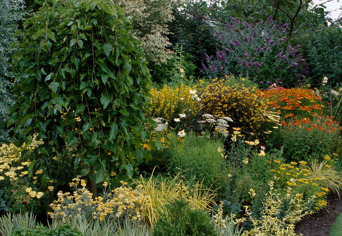 Perennial bed planted in yellow and orange