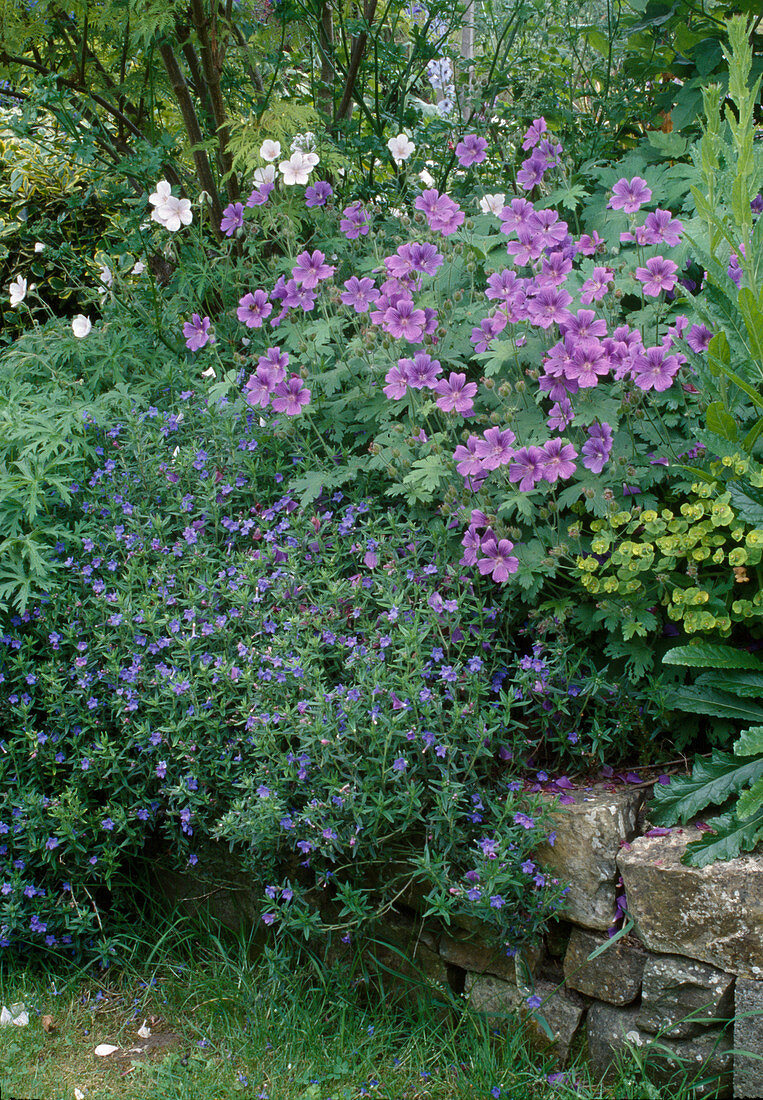 Geranium x magnificum (Storchschnabel), Lithospermum purpurocaeruleum (Blauroter Steinsame)