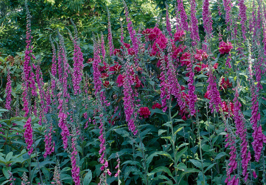 Digitalis purpurea, Rhododendron