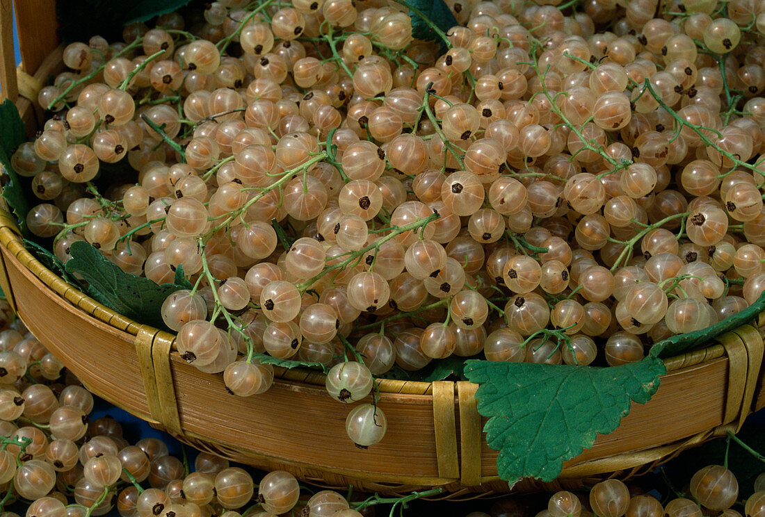 Freshly picked white currants 'white Versailles' (Ribes)