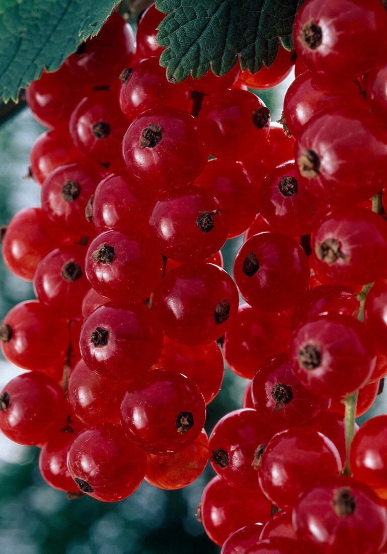 Redcurrants (Ribes rubrum)