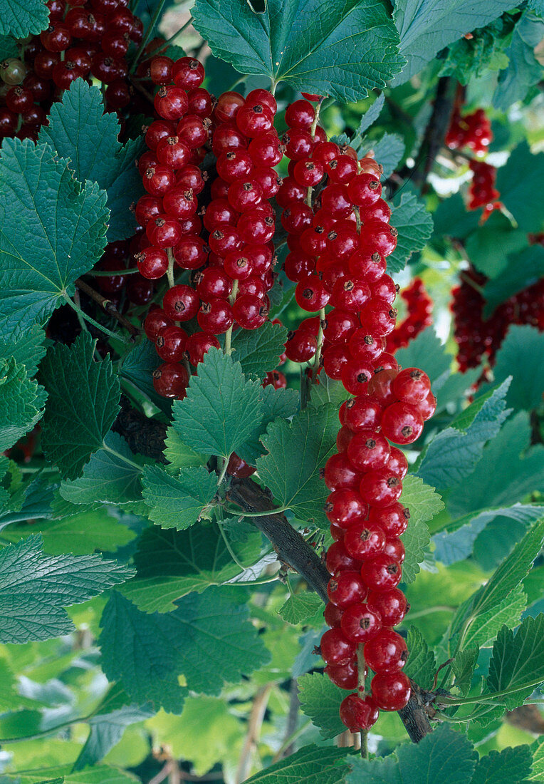 Rote Johannisbeeren (Ribes rubrum)