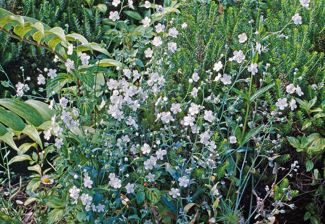 Omphalodes linifolia (Venus-Nabelnüsschen)