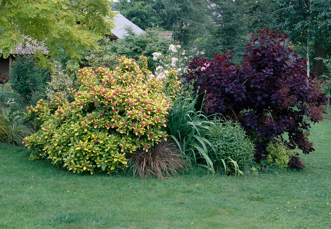 Weigela florida 'Rubidor' (Weigelie), Cotinus coggygria 'Royal Purple' (Perückenstrauch), Hemerocallis (Taglilie) und Carex (Segge)