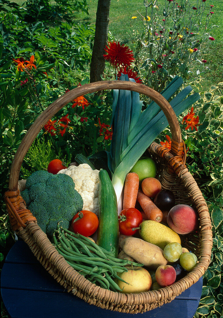 Basket with freshly harvested vegetables and fruit in the garden