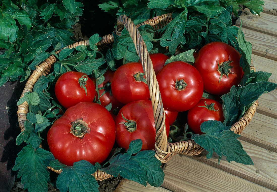 Frisch gepflückte Tomaten 'Jona' (Lycopersicon) im Korb am Beet