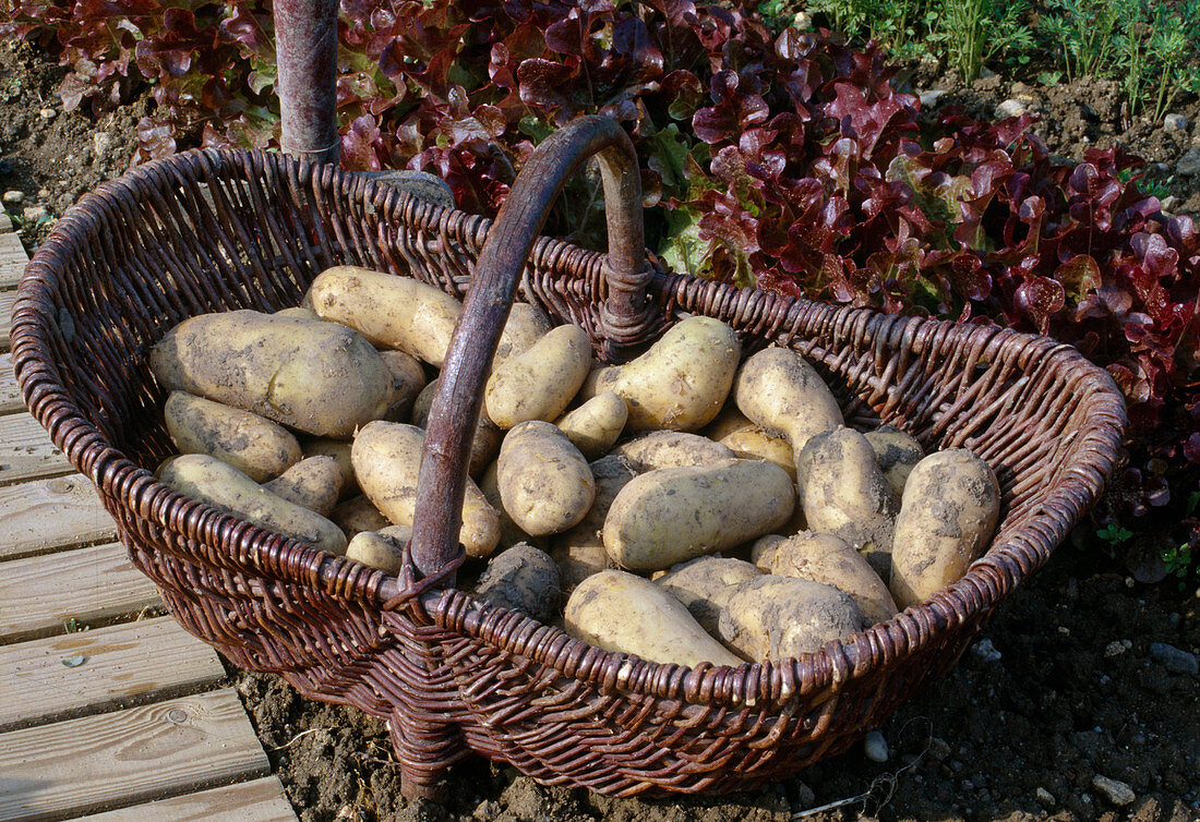 Kartoffel 'Charlotte' (Solanum tuberosum), festkochende Frühkartoffel mit kräftigem Geschmack im Korb am Beet