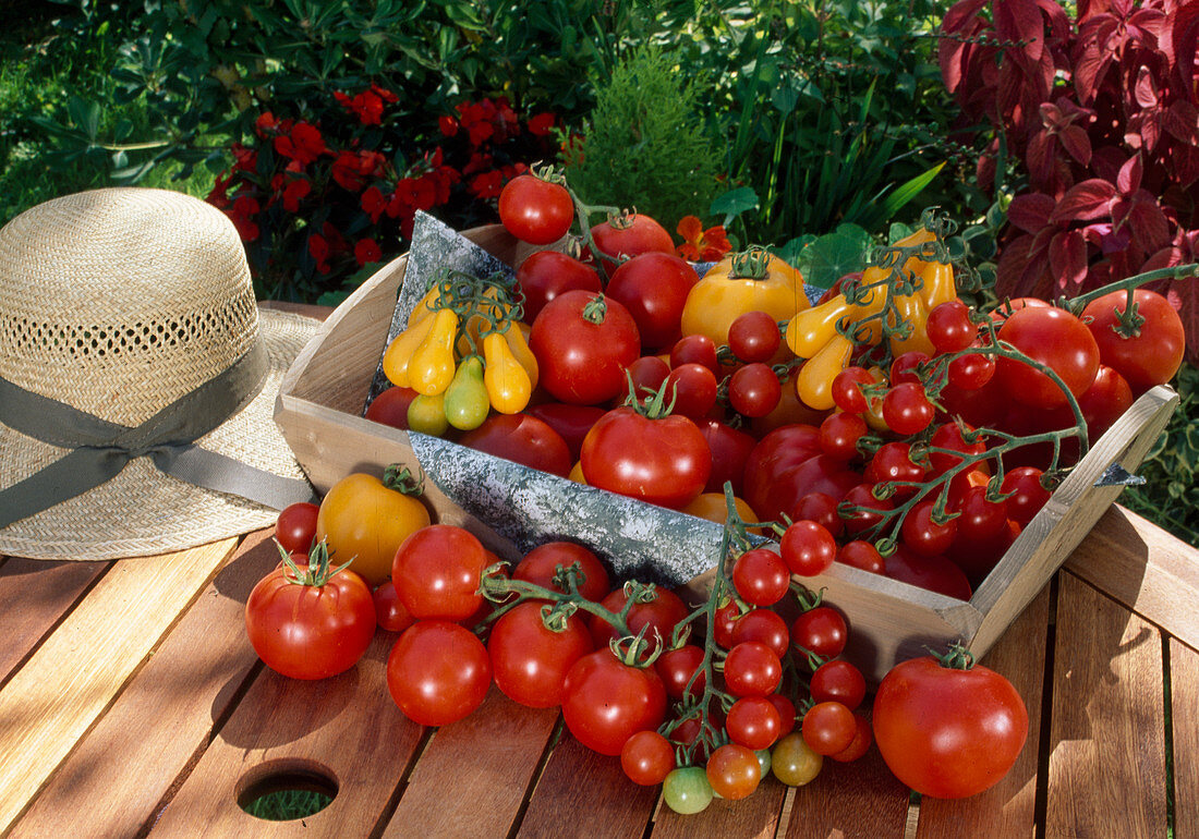 Basket with various tomatoes: red and yellow cocktail tomatoes, beef tomatoes, round tomatoes (Lycopersicon)