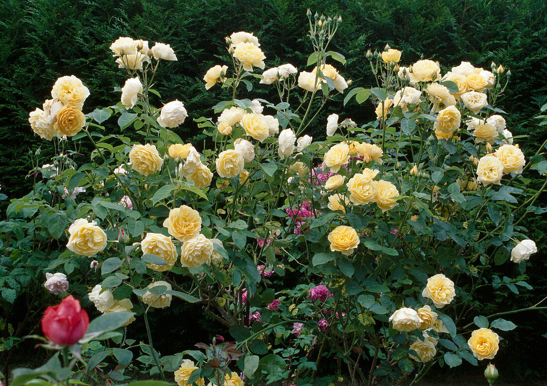 Rosa 'Graham Thomas' (Englische Rose), öfterblühend, guter Teerosenduft, von David Austin