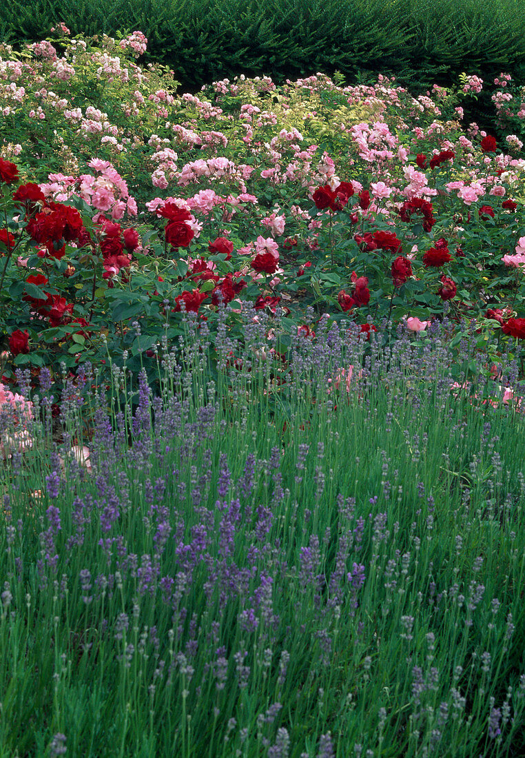 Rose bed with rose (Rosa) in red and pink flowering, lavender (Lavandula)