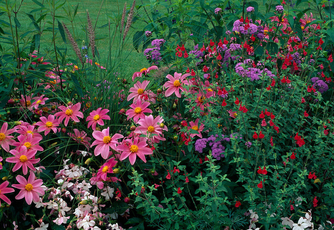Summer flower bed: Salvia microphylla (currant sage), Dahlia (dahlias), Ageratum (liverwort), Nicotiana (ornamental tobacco) and grass