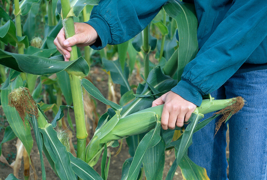 Harvesting sweet corn: Woman breaking off maize cob