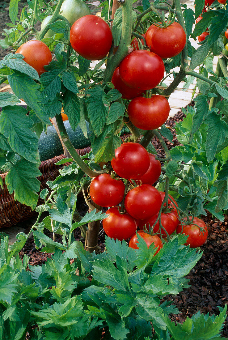 Tomatoes 'Lucy' (Lycopersicon) in the border