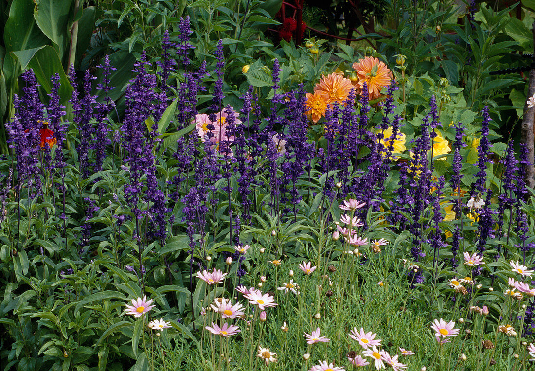 Salvia farinacea (flour sage), Argyranthemum (daisies) and Dahlia (dahlia)