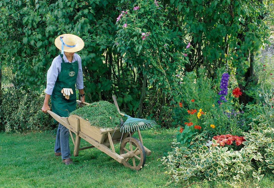 Frau bringt Schubkarre mit Rasenschnitt, Grasbesen und Heugabel, Vinca major 'Variegata' (Grosses Immergrün), Delphinium (Rittersporn)