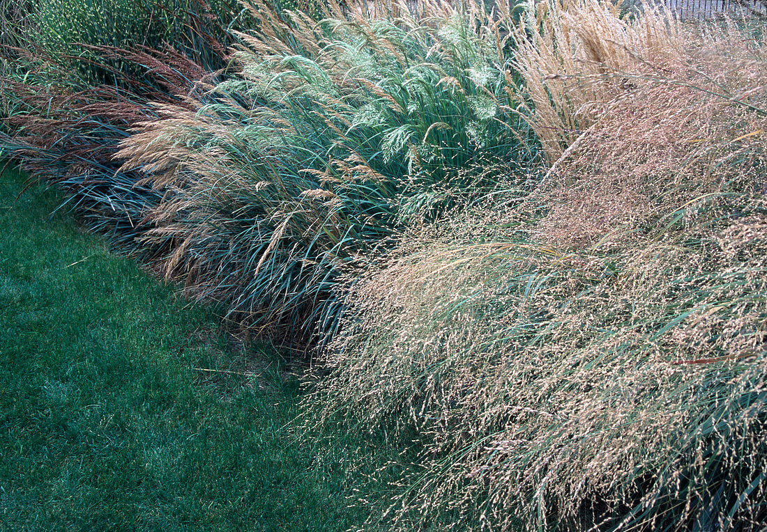 Gravesite in late summer: Deschampsia cespitosa (lawn sedge)