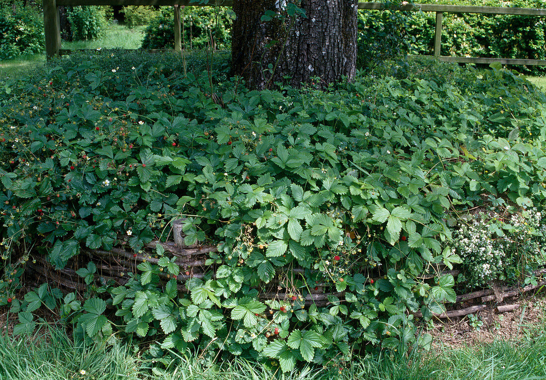 Walderdbeere (Fragaria vesca), bodendeckende Monatserdbeere