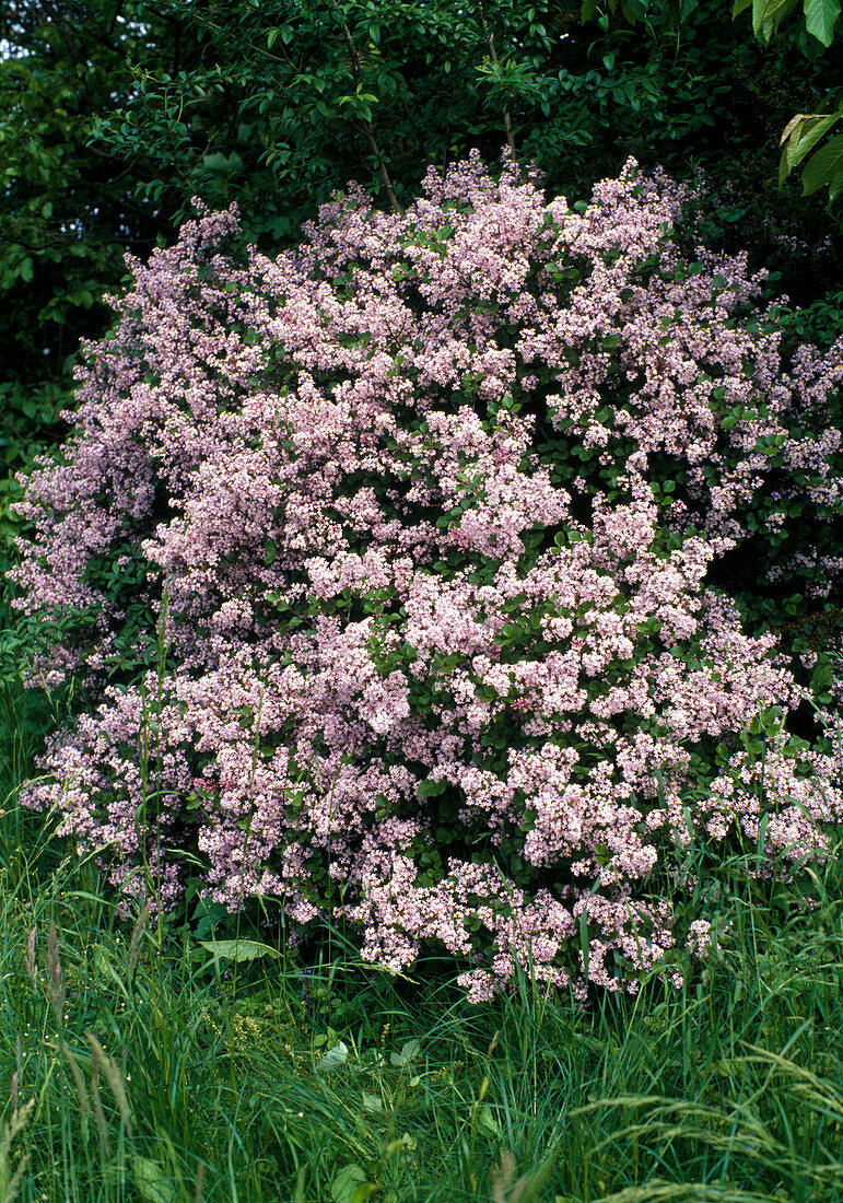 Syringa hyacinthiflora 'Buffon' (Hyacinth Lilac)