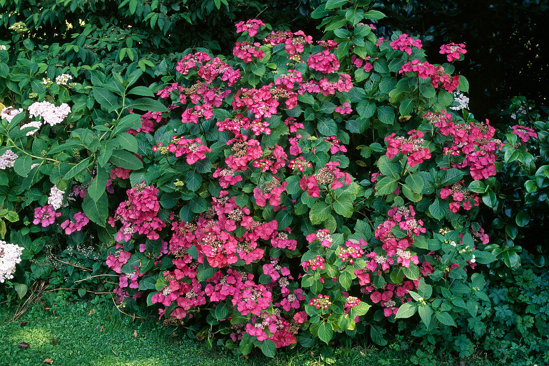 Hydrangea macrophylla