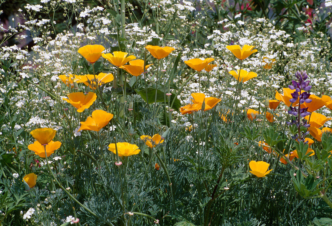 Eschscholzia californica (Golden poppy)