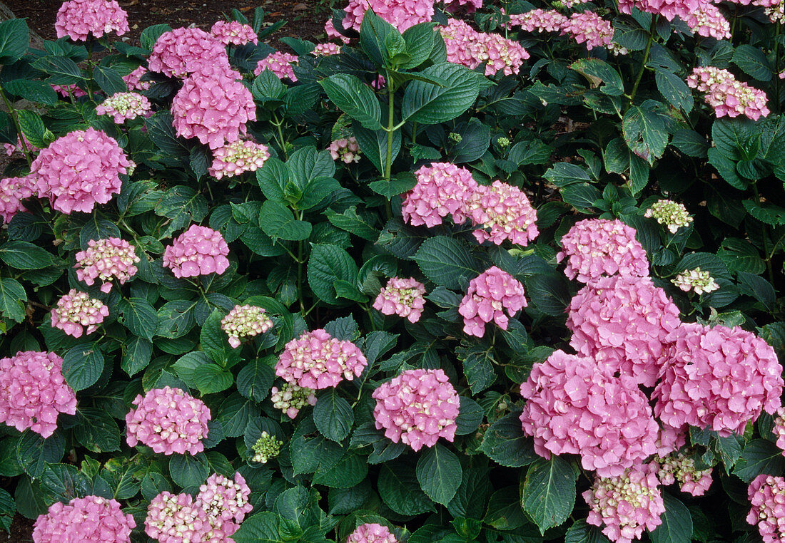 Hydrangea macrophylla 'Rosita' (Hortensie)