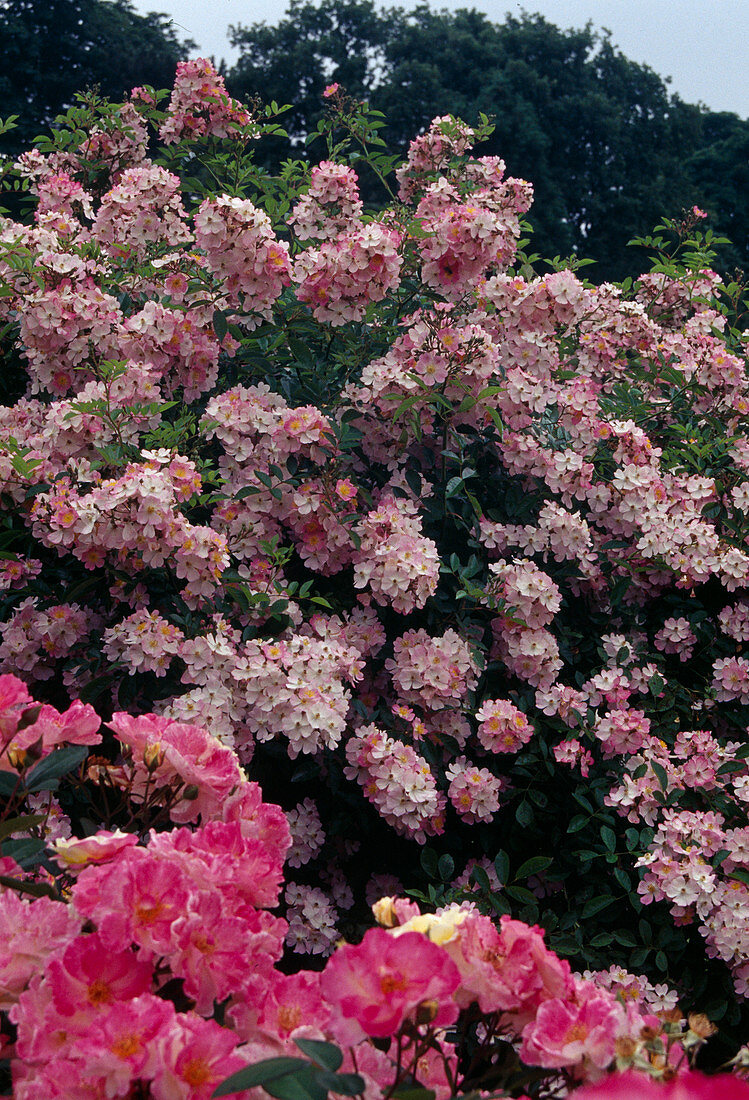 Rosa 'Robe Fleurie' Strauchrose, Bodendeckerrose, öfterblühend mit starkem Duft