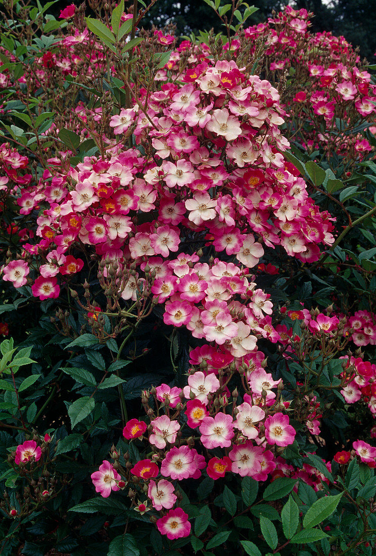 Rosa 'Mozart' (shrub rose), repeat flowering, light fragrance