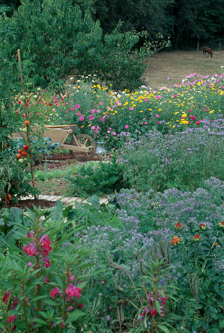 Farm garden with summer flowers, green manure, herbs and vegetables