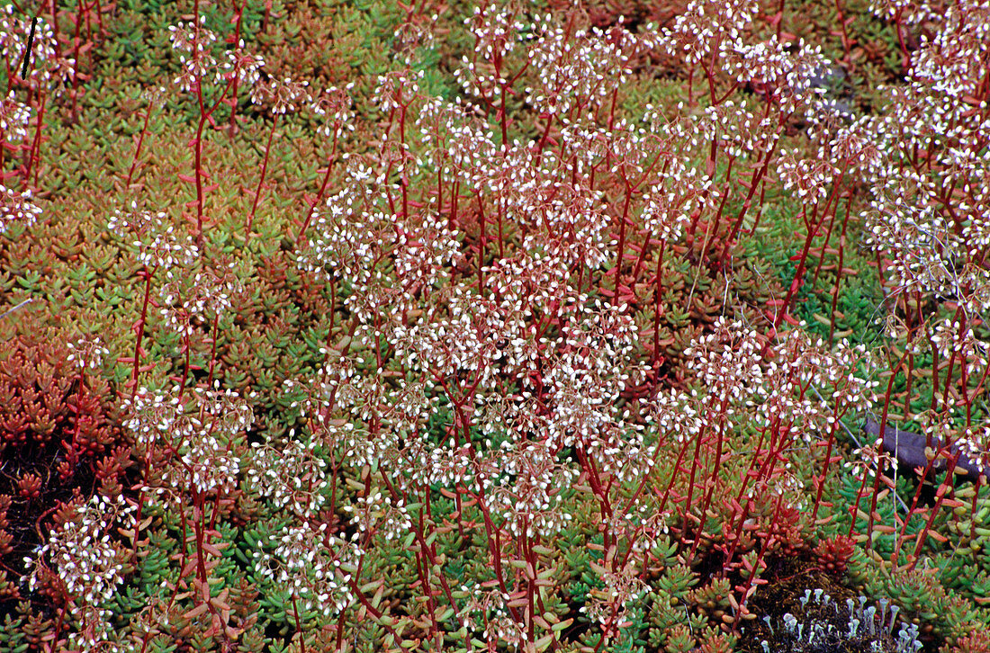 Sedum album 'Coral Carpet' - red moss wall pepper